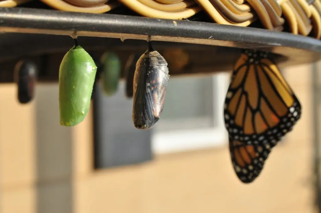 Schmetterling Kokon im Entwicklungsprozess