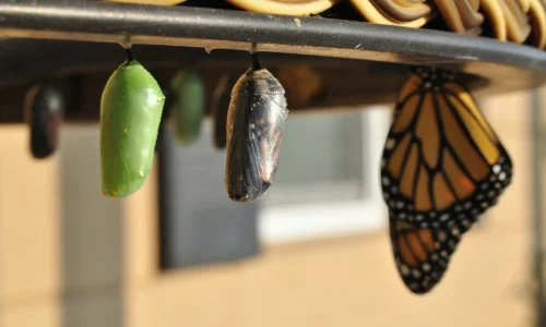 Schmetterling Kokon im Entwicklungsprozess